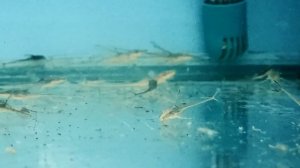 От рождения до продажи.