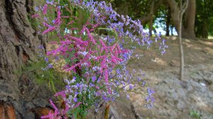 Степное очарованье