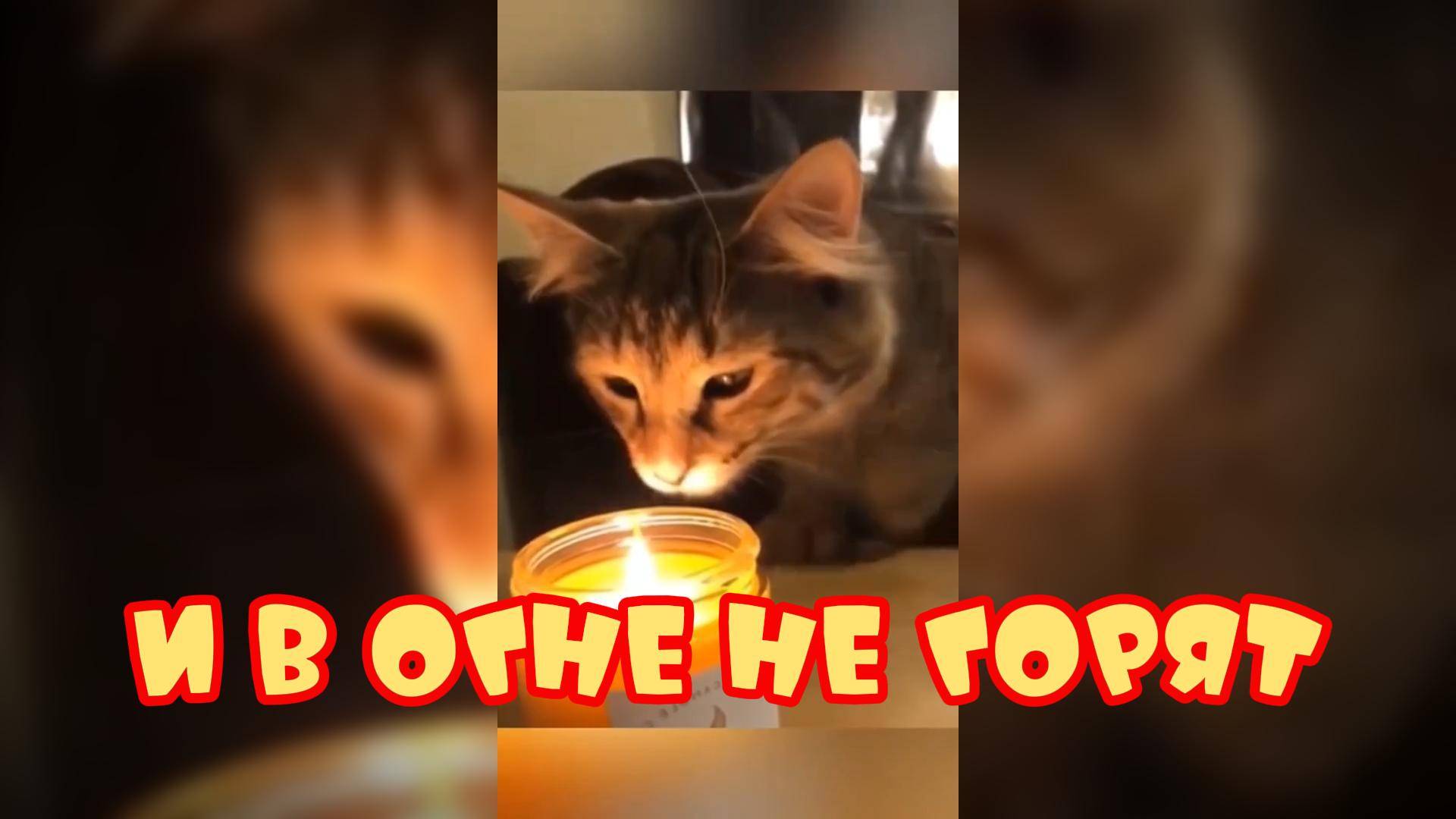 И в огне не горят #смешныекоты