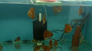 И снова КАРАНТИН !