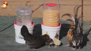 Куриные кормушки поилки варианты (2)