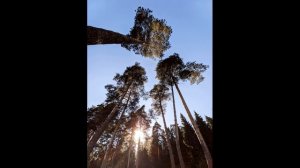 Л Татьяничева  Время сгущается #философскаялирика #поэты20века