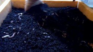 Бизнес на червях. Дендробена. От кокона до маточника.