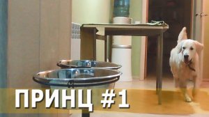 Самый смешной голден ретривер)))))))))))