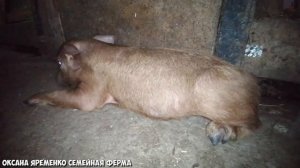 Поросенок упал на ноги / Лечение