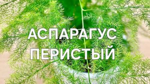 Аспарагус Перистый