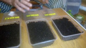 Это интересно!!! Ясли-инкубатор для червя Дендробена Венетта!!!