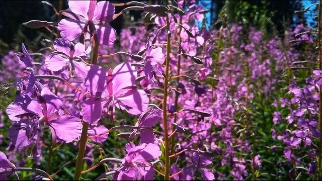 В Шекспир  Сонет 130  Её глаза на звёзды не похожи #стихиолюбви#зарубежнаялитература