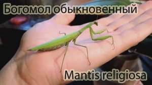 Богомол обыкновенный. Уфа, Башкортостан / Mantis religiosa. Ufa, Bashkortostan