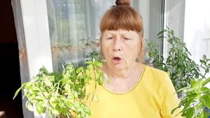 НЕ ВЫБРАСЫВАЙТЕ БАЗИЛИК  ПЕРЕСАДИТЕ В ГОРШОК  №10