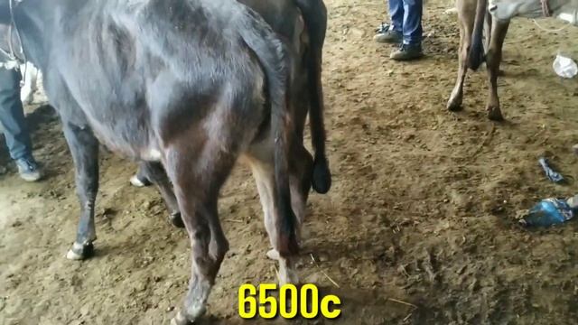 Молбозор Худжанд Тожикистон  ЯКШАНБА БОЗОР.Сментал, Галландский пародалар.Нархлар баланд.26.07.2020