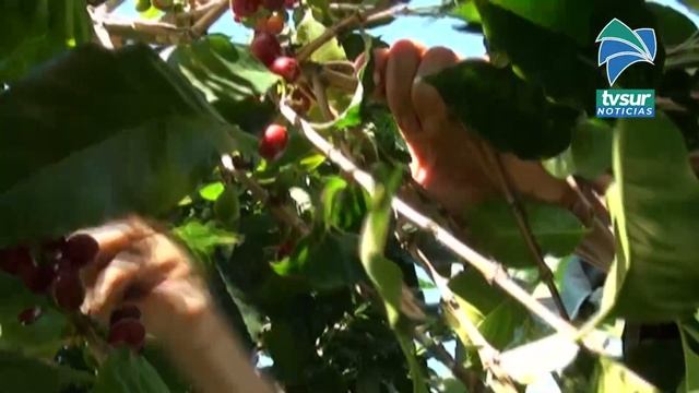 CoopeAgri ya comenzó la recolección del café, espera una cosecha de más de 110 mil fanegas смотреть онлайн