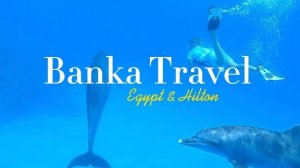 Дельфин или Акула. Кого мы встретили у домашнего рифа в отеле