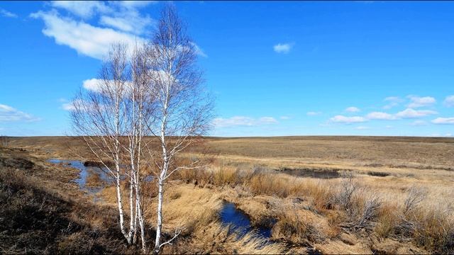 И  Никитин  Полно, степь моя, спать беспробудно #стихиоприроде #поэты19века