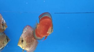 Дискусы из Германии и карантин.