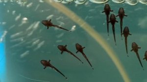 Стурисома панамская (разведение).