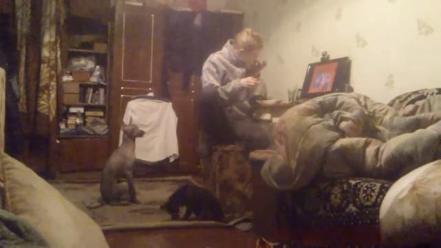 Продажные собаки в момент сан-уборки смотреть онлайн