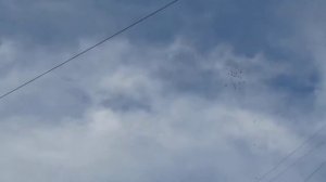 Московские голуби - высший пилотаж!