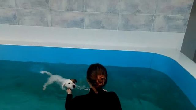 ОЗДОРОВИТЕЛЬНЫЙ КОМПЛЕКС ДЛЯ ЖИВОТНЫХ смотреть онлайн