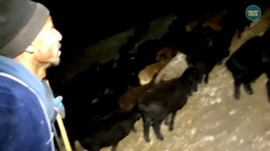 ПЕРЕГОН СКОТА В ТАДЖИКИСТАНЕ. ОПАСНАЯ РАБОТА ИЛИ ВЫЖИВАНИЕ?