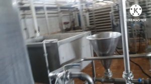 Как делать творог с заменителем молочного жира. Технология.