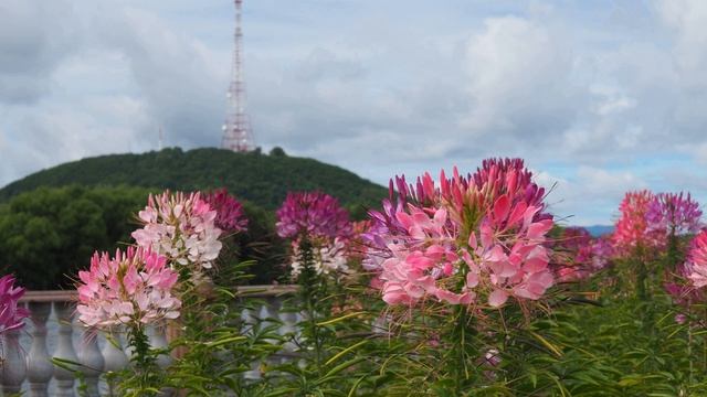 Лея Гольдберг   Если тьму своих страхов #еврейскаялирика #стихиолюбви смотреть онлайн