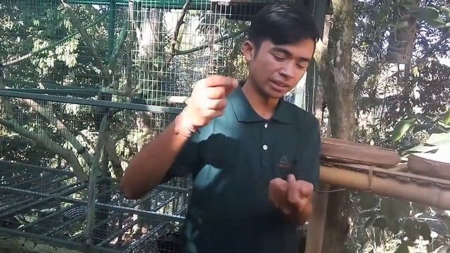 Luwak Coffee Garden Tour, Bali