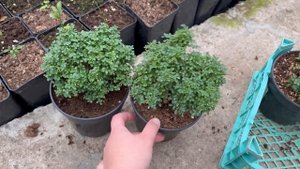 Микромуррайя / Micromurraya / Муррайя карликовая.