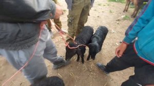 Молбозори Хулбук нархи Барачахои бе Оча пас аз Ид дигар шуд ва Гови ширте, 12 апреля 2024 г.