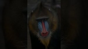 Гамадри́лы и бабуины - хищники и забияки