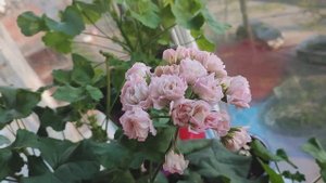 Пеларгонии на моем балконе