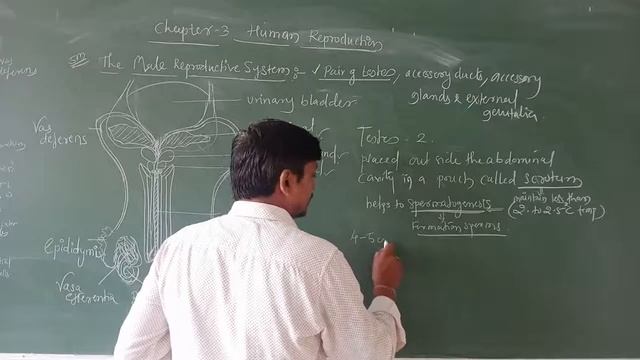 280721_Bio_Human Reproduction