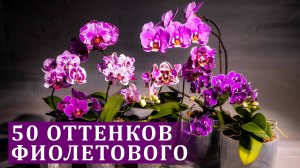 50 ОТТЕНКОВ ФИОЛЕТОВОГО