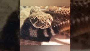 ГРЕМУЧАЯ ЗМЕЯ