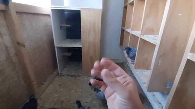 Pigeon Hen The Egg Laying Machine смотреть онлайн