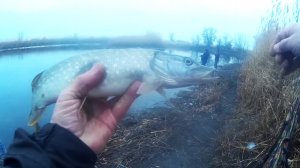 За щукой на озеро с товарищем отводной поводок рулит.