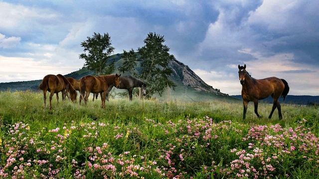 Акмулла Мифтахетдин Мужчина тот, кто… #башкирскаялирика#поэтынародовроссии#философскаялирика смотреть онлайн