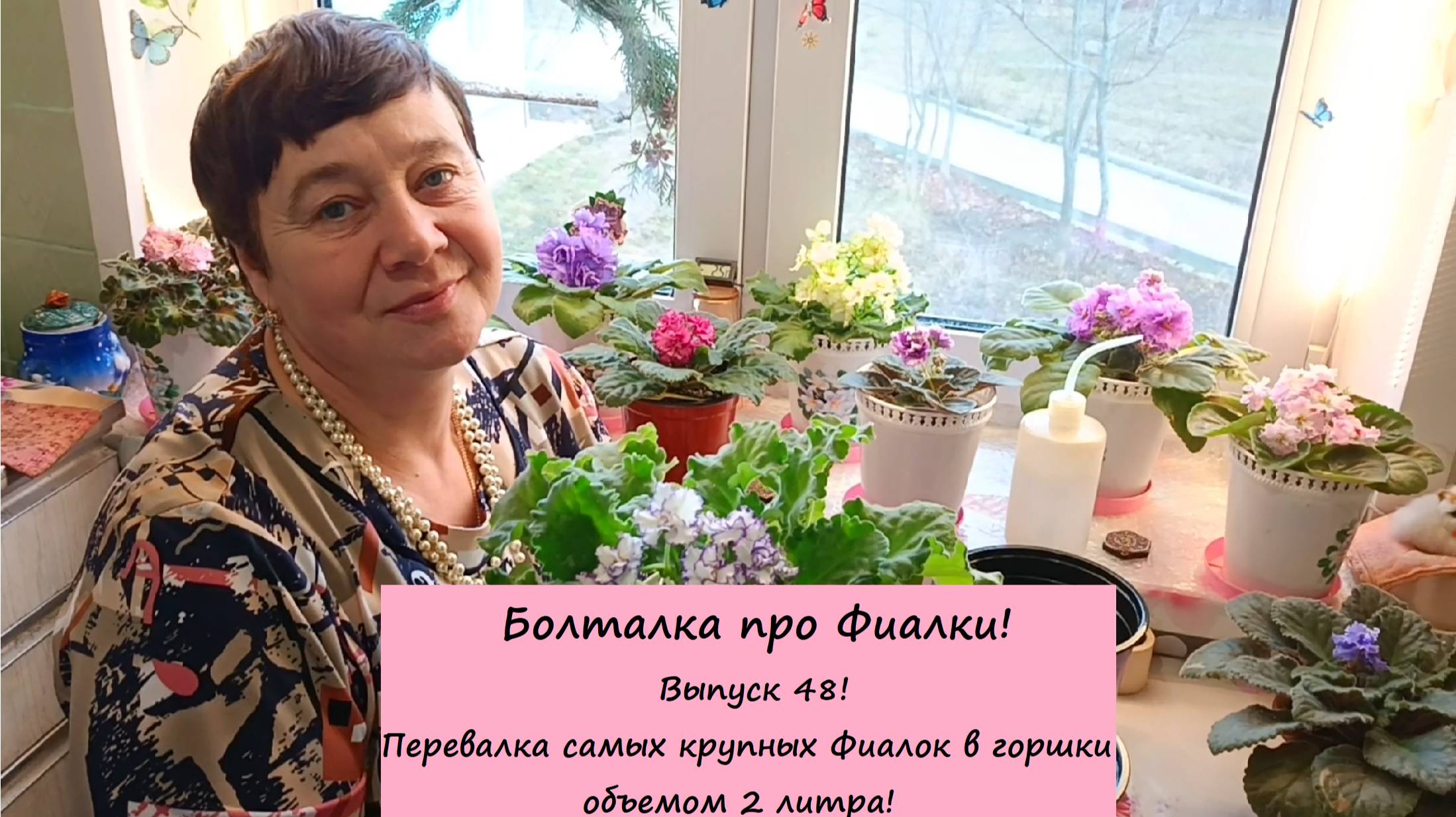 Болталка про Фиалки! Выпуск 48: Перевалка самых крупных Фиалок в горшки объемом 2 литра!