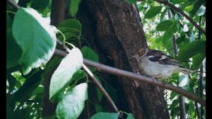 В Шекспир.  Сонет 102  Люблю, но реже говорю об этом #стихиолюбви#зарубежнаялитература