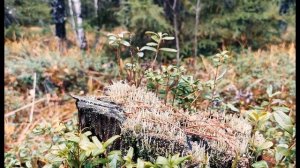 Л  Ерохина  Пожалуйста, добрым будь #стихидлядетей #современныепоэты