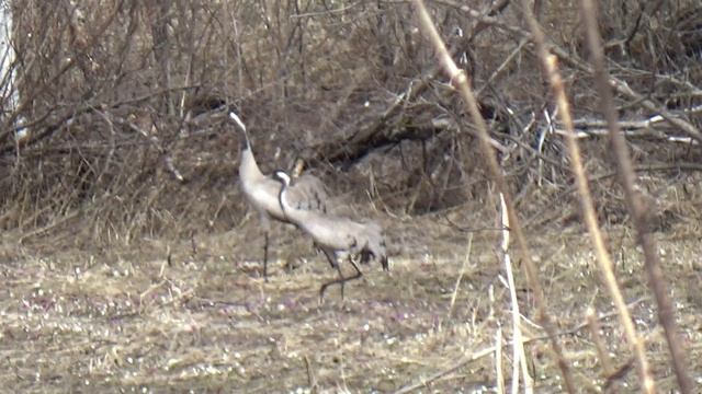 Фотоохота на журавлей смотреть онлайн