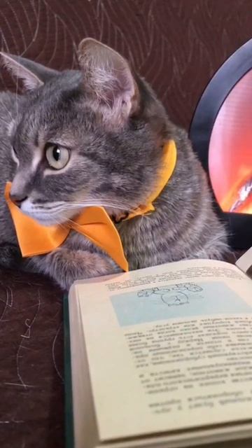 Путешествие с котом. В самолете