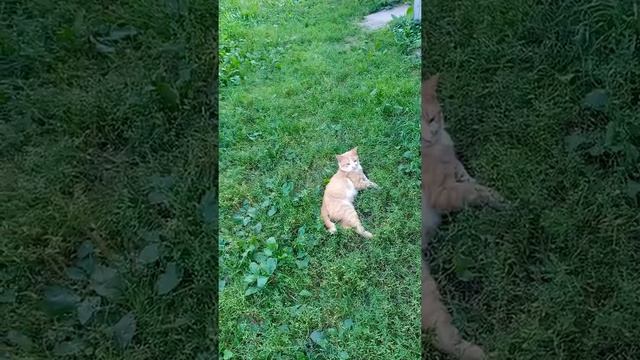 Домашние питомцы братья наши меньшие и это лето 2022 г. смотреть онлайн