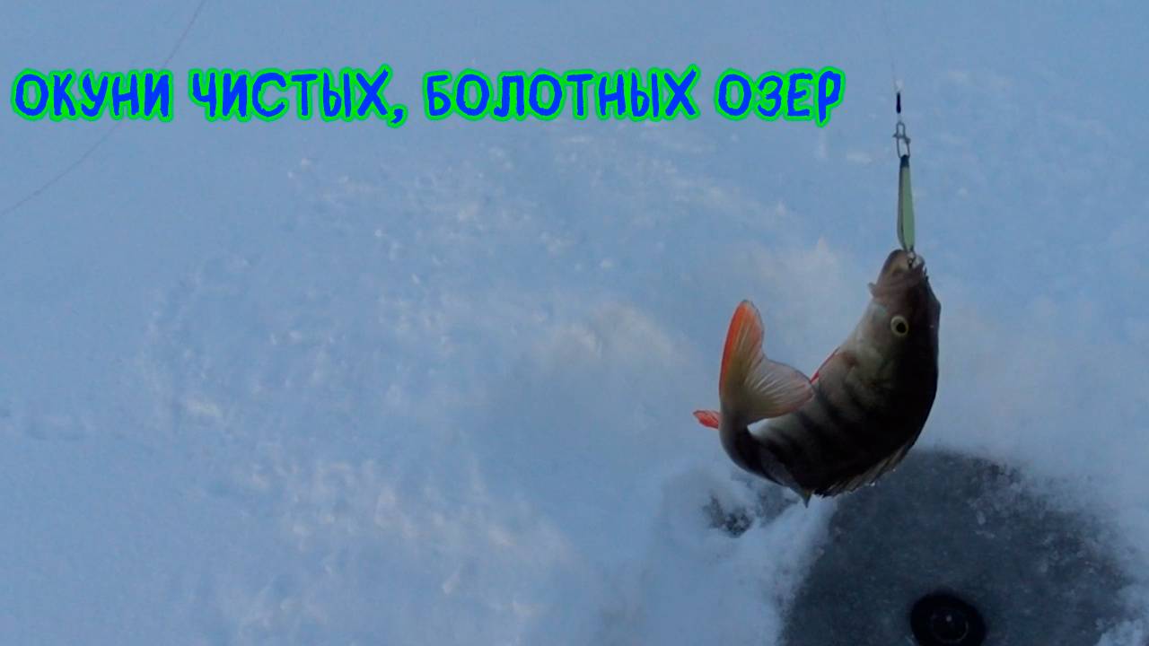 Окуни чистых, болотных озер. Два дня рыбалки #рыбалка #зимняяловлярыбы #окунь