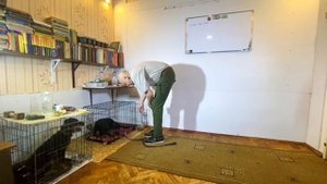 Дрессировка ягдтерьера Рады. 1 день, 2 занятие