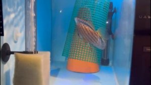 Смотрите скоро. " Нерестовик для дискусов 17 литров"