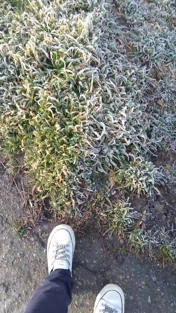 Южные зарисовки. Анапский район #зима #природа #анапа смотреть онлайн