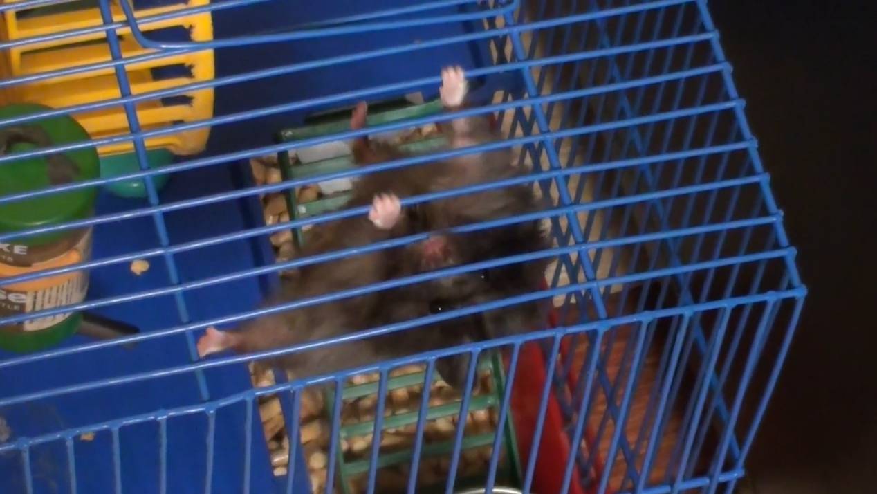 Хомяк акробат смотреть онлайн