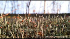 Г Адамович  Один сказал  Нам этой жизни мало #философскаялирика #поэтыCеребряноговека