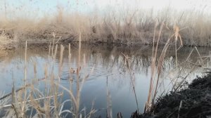 Херабуна.Первые шаги. Где ж вы караси?Ну хоть подсачек обновил.